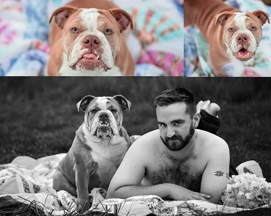 Image credit: Facebook | Lucky Bulldogs Rescue