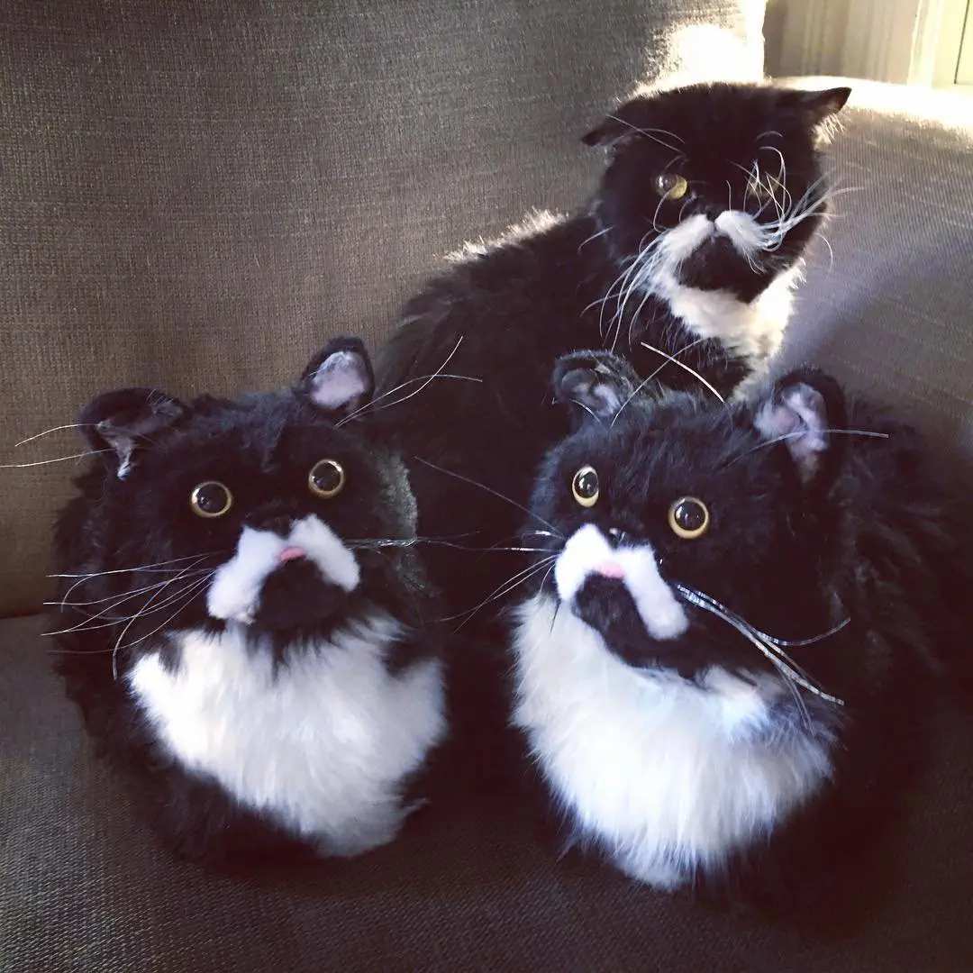 Image credit: Instagram | @mycatkyle