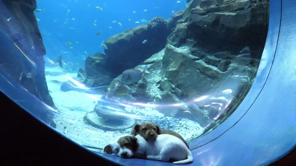 Image credit: Instagram | @georgiaaquarium