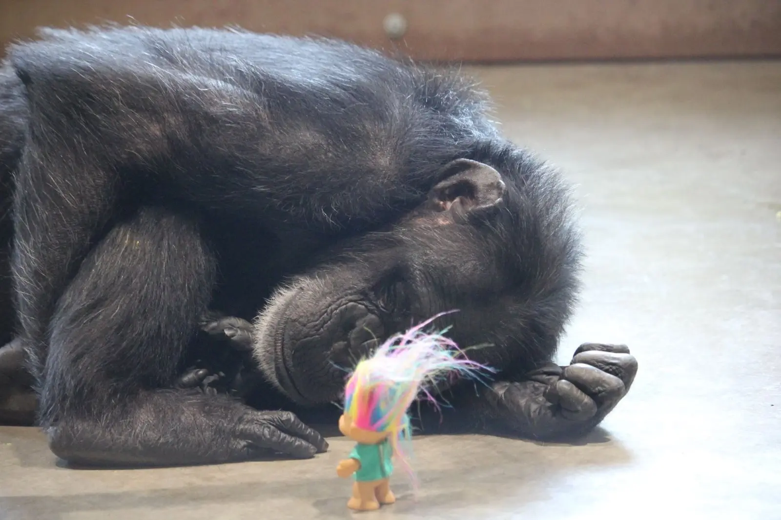 Image credit: Facebook | Chimpanzee Sanctuary Northwest