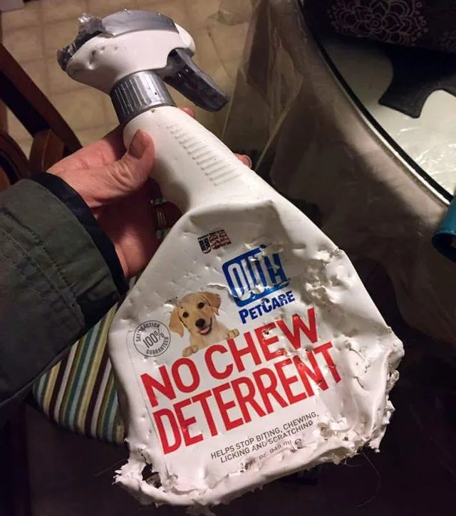 Image credit: Reddit | whampbeef