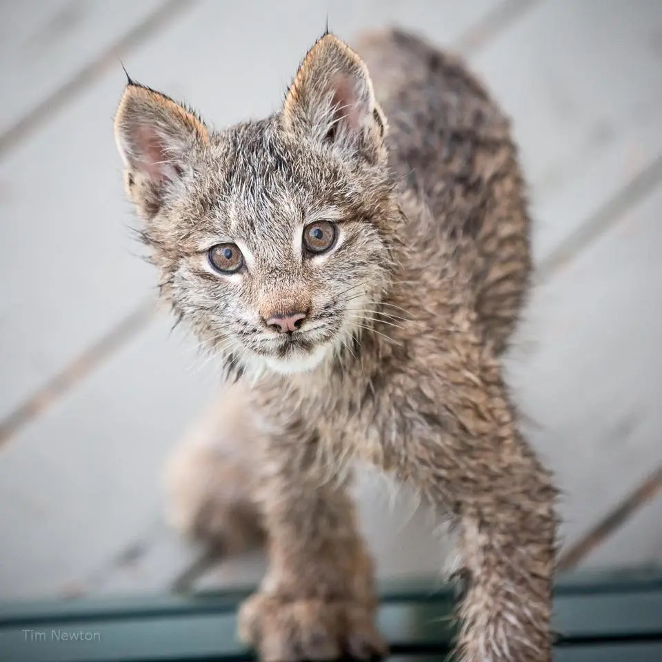 Image credit: Facebook | Tim Newton Photography