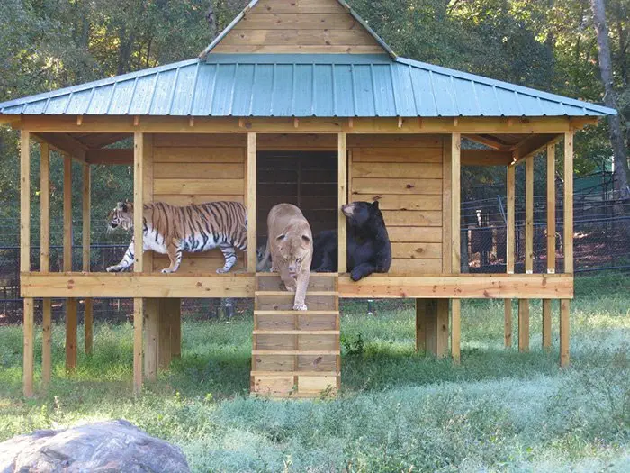 Image credit: Facebook | Noah's Ark Animal Sanctuary
