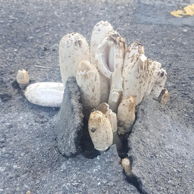 Image credit: Reddit | SluggishPrey