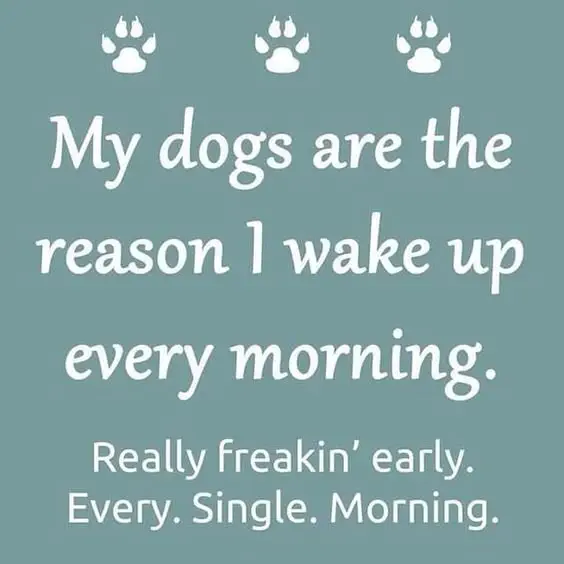Image credit: Pinterest | Pets Get the Best