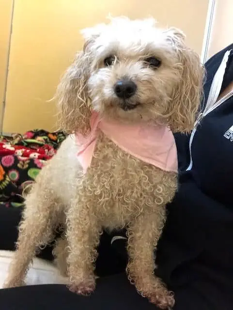 Image credit: Monmouth County SPCA
