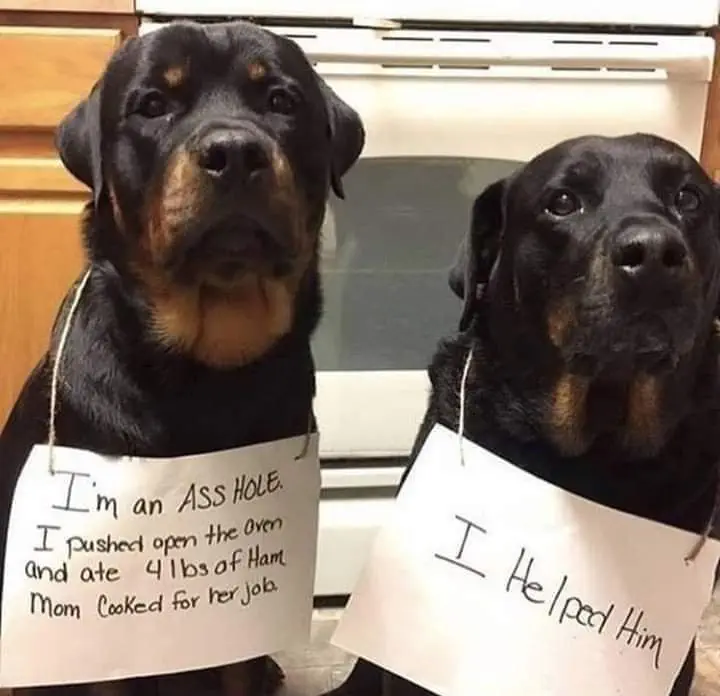 Image credit: Reddit | beccilouise96