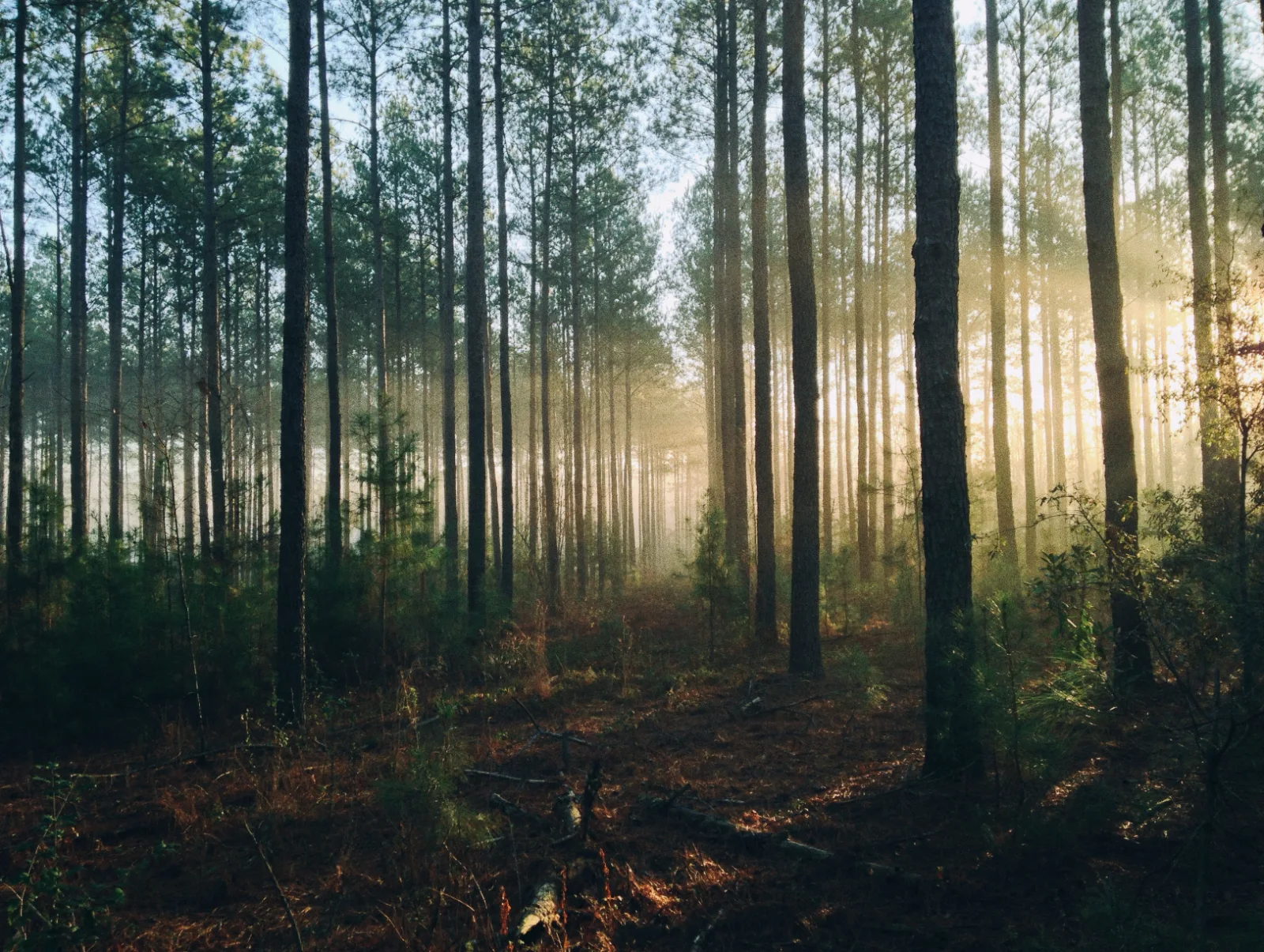 Image credit: Unsplash | Steven Kamenar