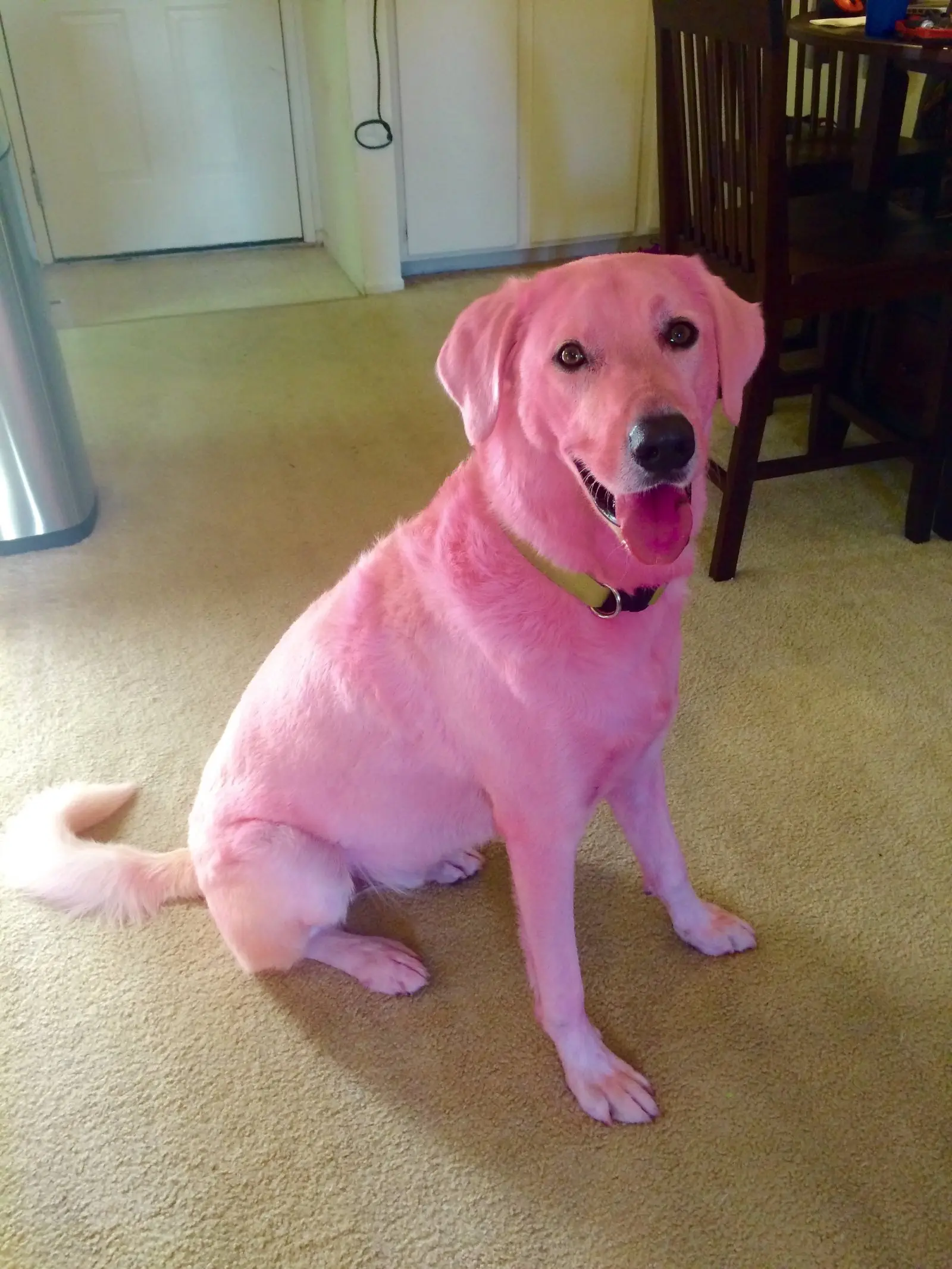 Image credit: Reddit | polarbearpuppy