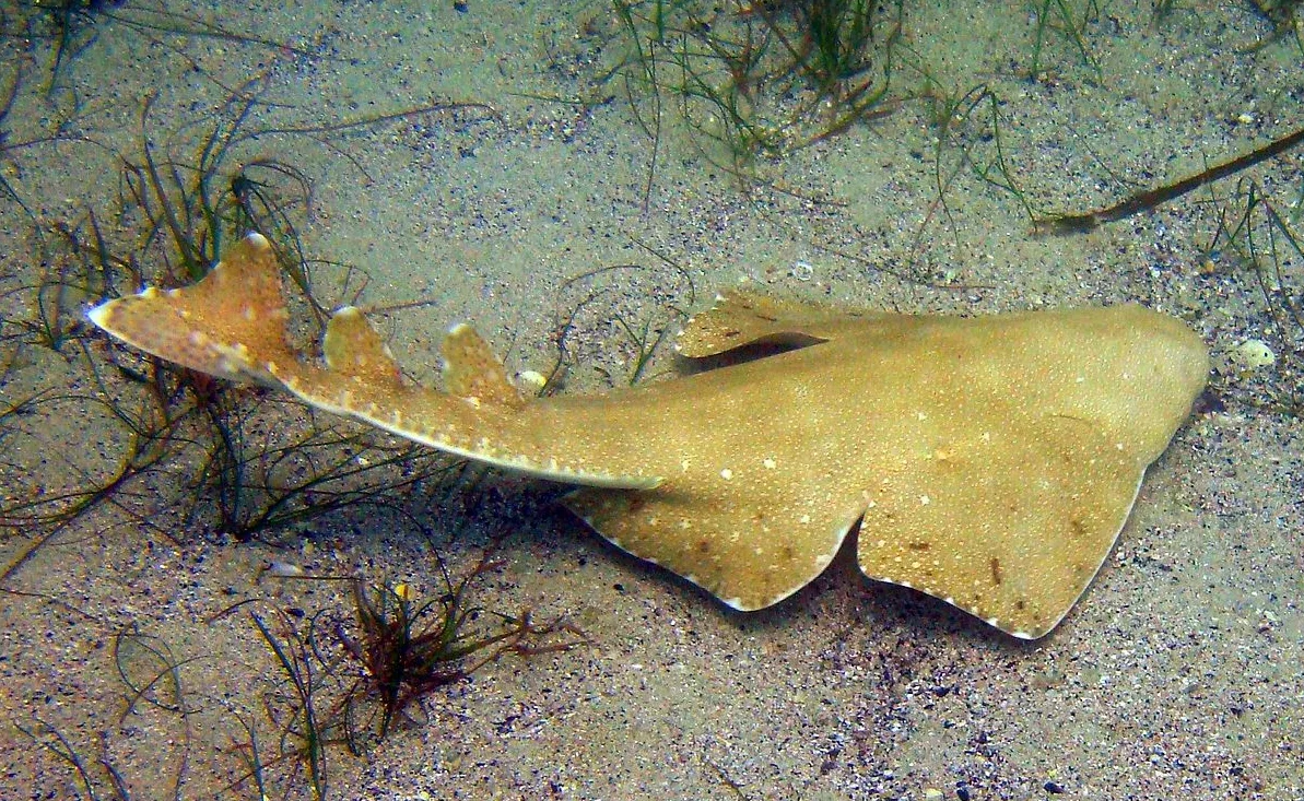 Image credit: Wikimedia Commons | Nick Long