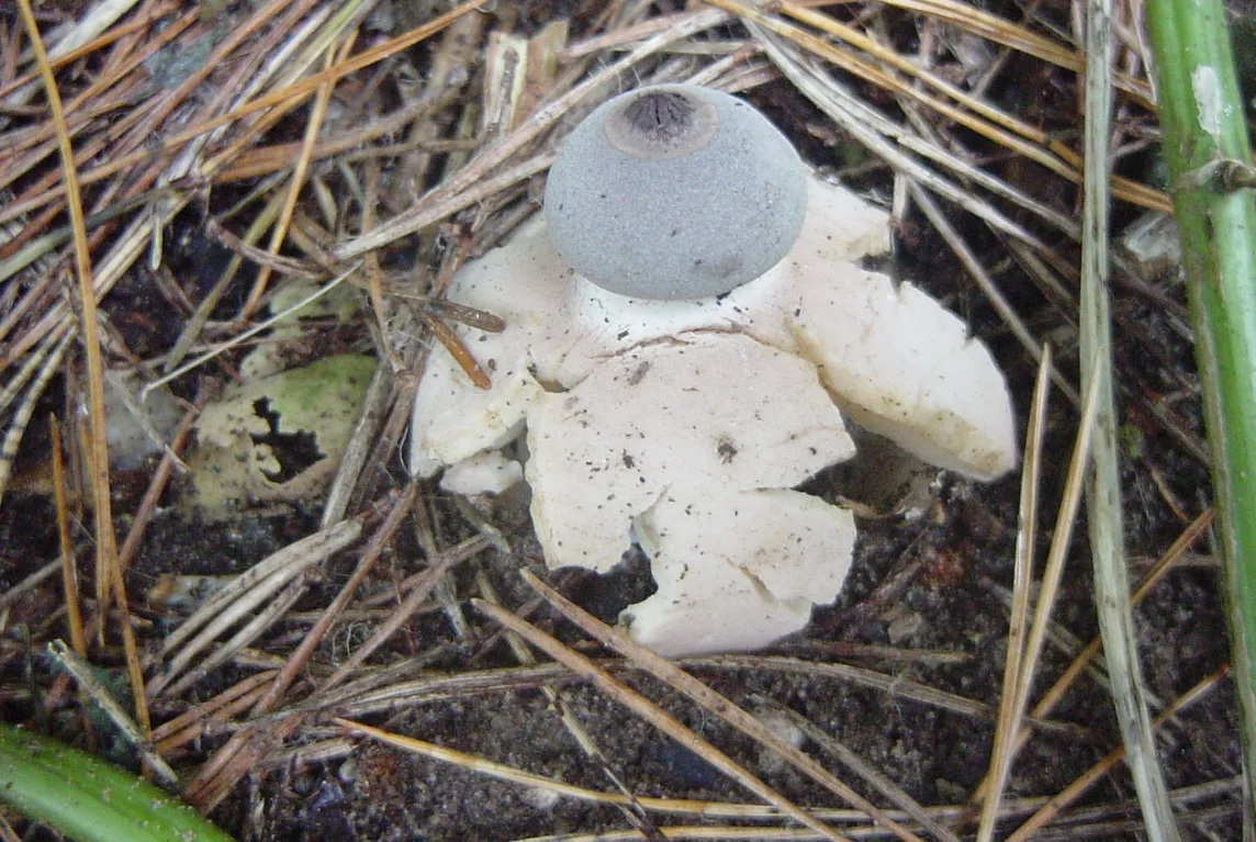 Image credit: Fen Fungi | Jonathan Revett