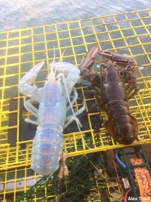 Image credit: Facebook | Maine Coast Fishermen's Association