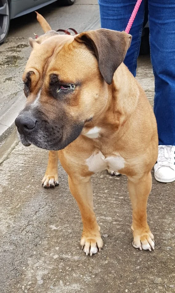 Image credit: Facebook | Bradford Lost and Found Dogs