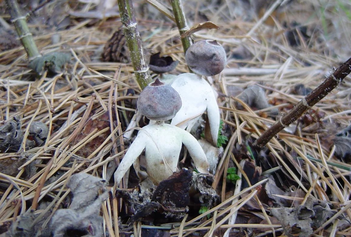 Image credit: Fen Fungi | Jonathan Revett