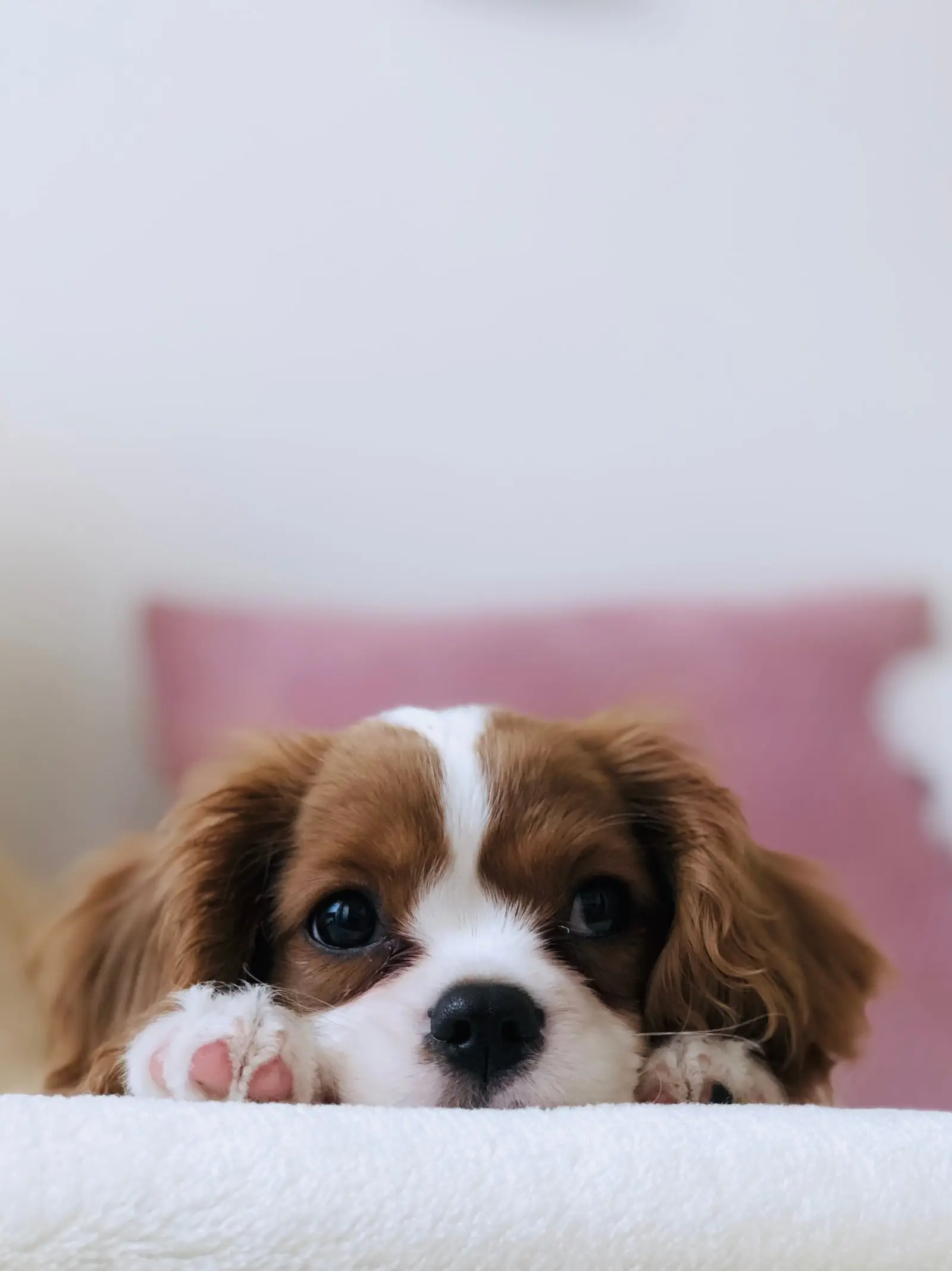 Image credit: Unsplash | T.R Photography