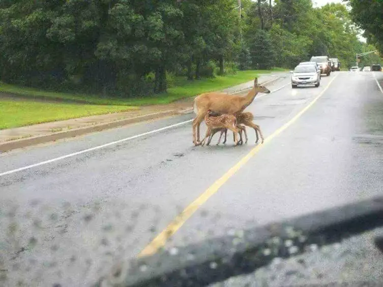 Image credit: Reddit | adalab