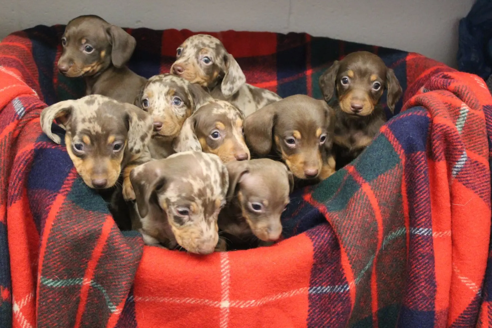 Image credit: Facebook | RSPCA Halifax, Huddersfield, Bradford & District Branch