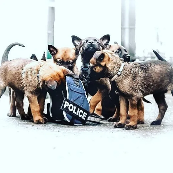 Image credit: Instagram | police.dog