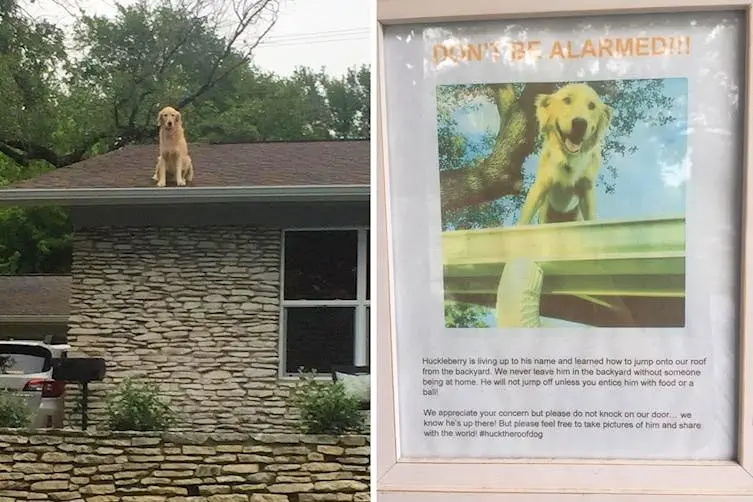Image credit: Reddit | GallowBoob