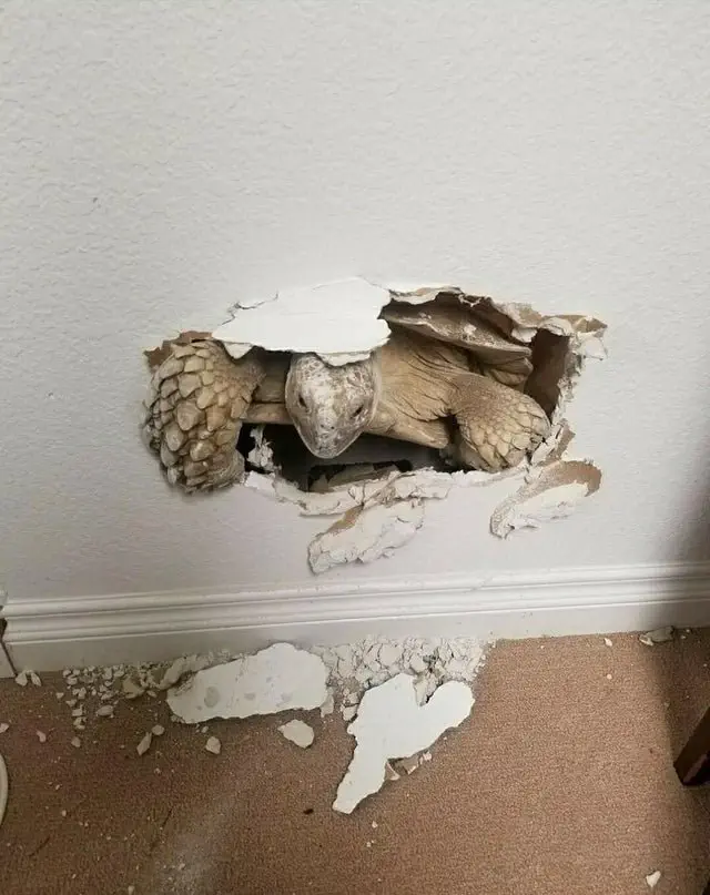 Image credit: Reddit | GallowBoob