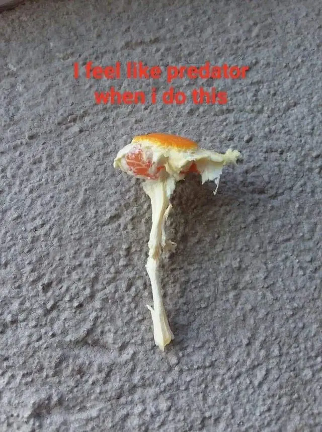 Image credit: Reddit | u/JamzzG