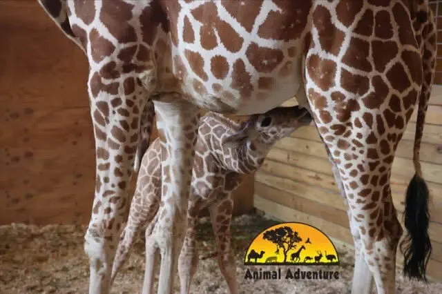 Image credit: Twitter | @AprilTheGiraffe
