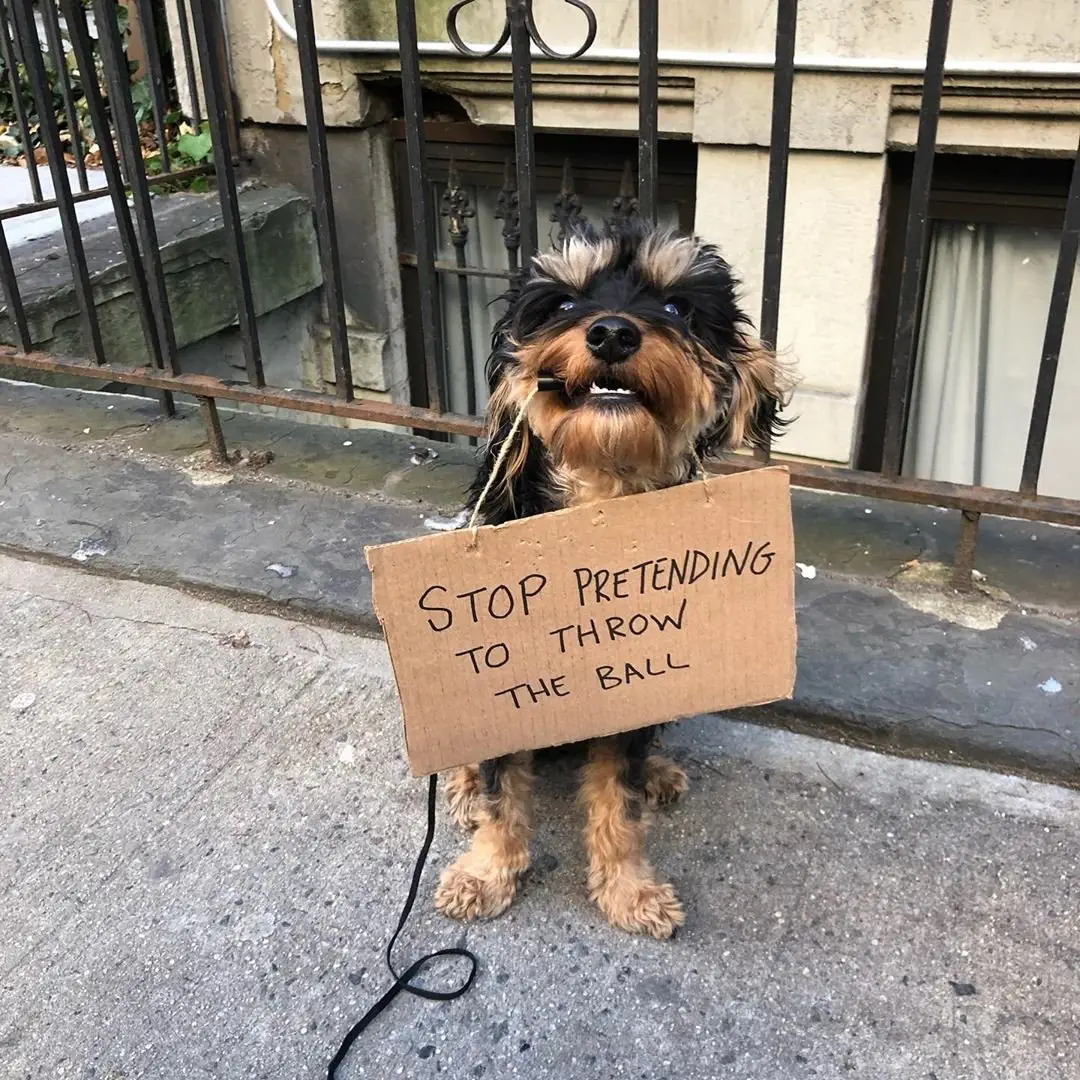 Image credit: Instagram | @dogwithsign