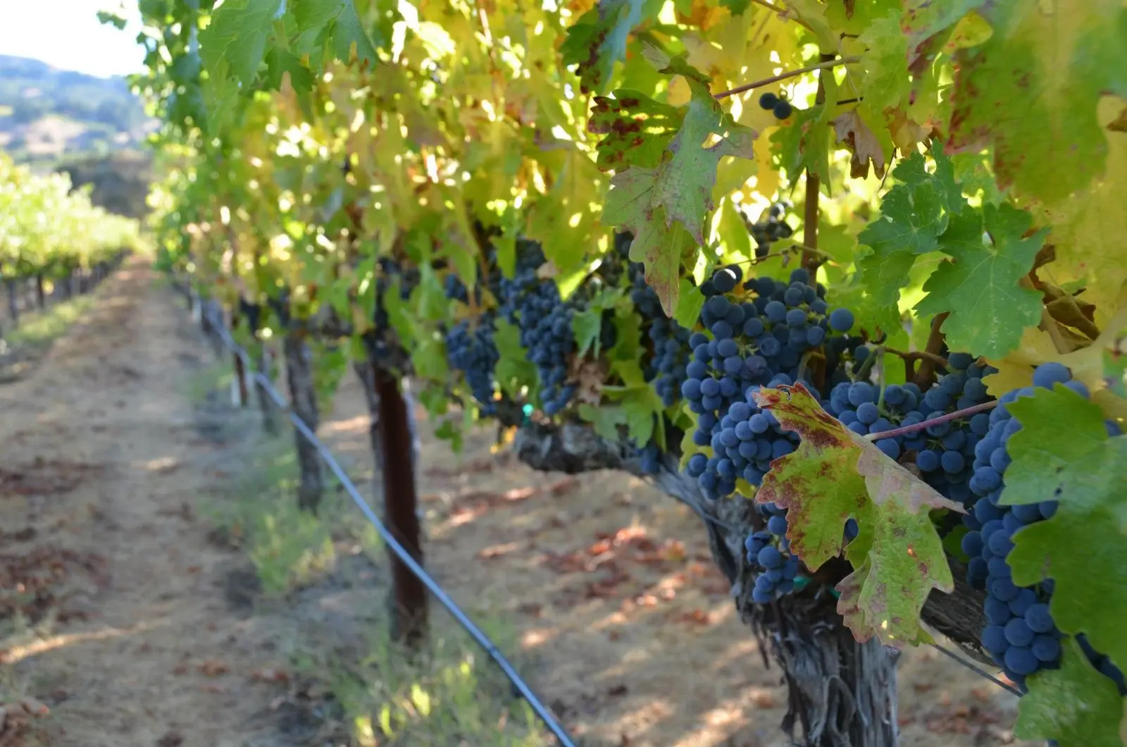 Image credit: Murphy-Goode Winery