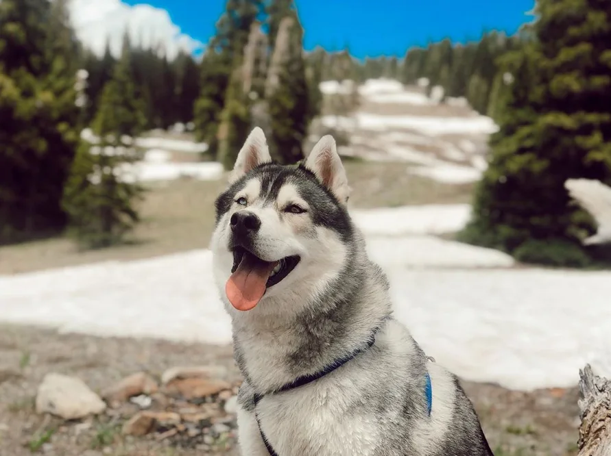 Image credit: Instagram | @kovu.sings