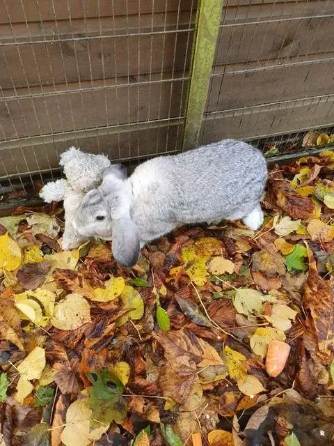 Image credit: RSPCA