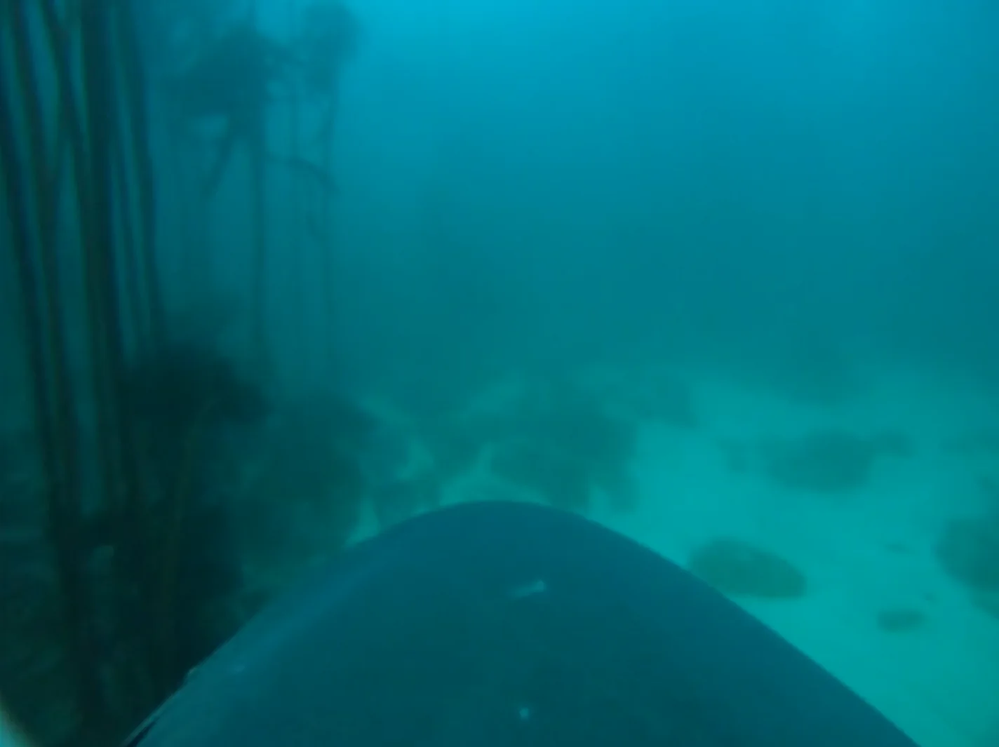 Image credit: Vimeo | Murdoch University
