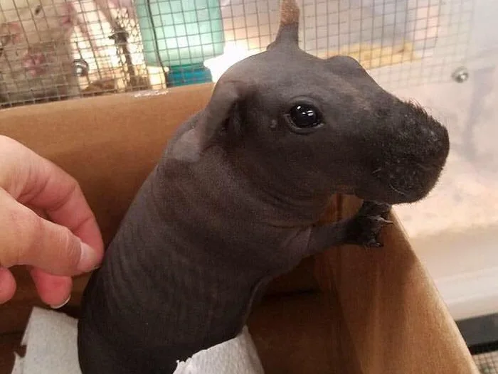 Image credit: Facebook | Awkward Animals