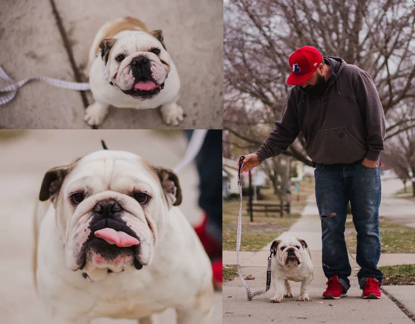 Image credit: Lucky Bulldogs Rescue | Lyndsey Wright