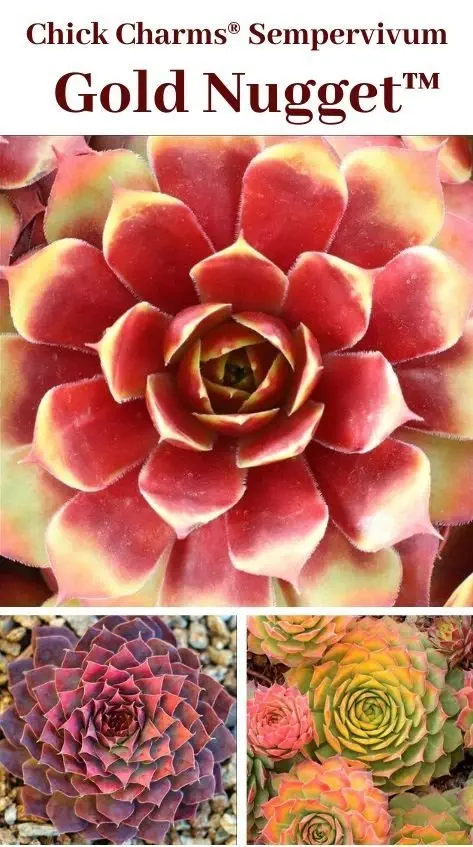 Image credit: Pinterest