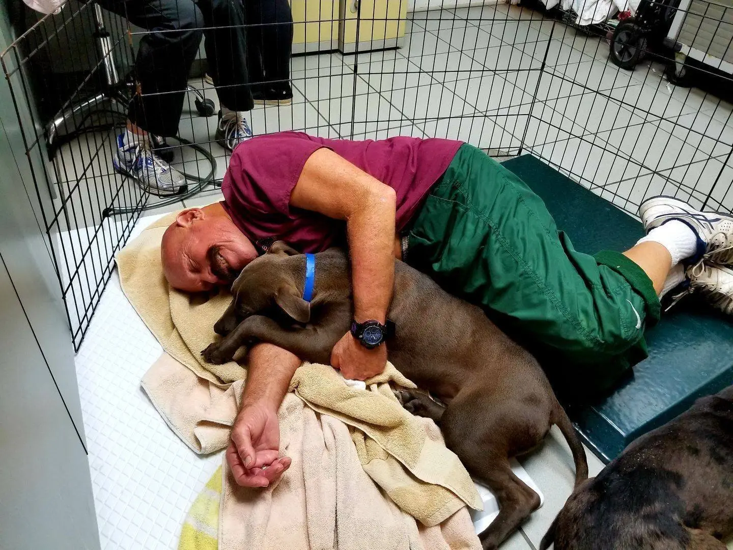 Image credit: Facebook | Humane Society of Tampa Bay