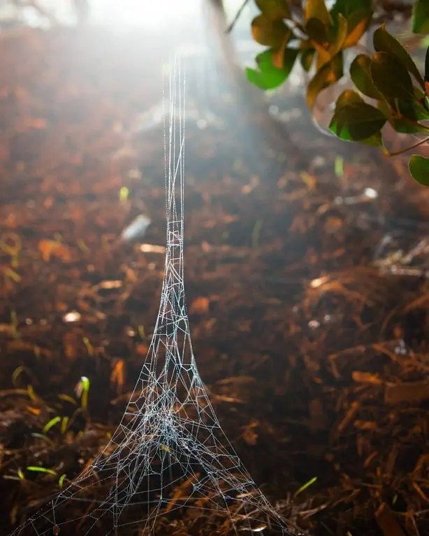 Image credit: Reddit | lumiaglow