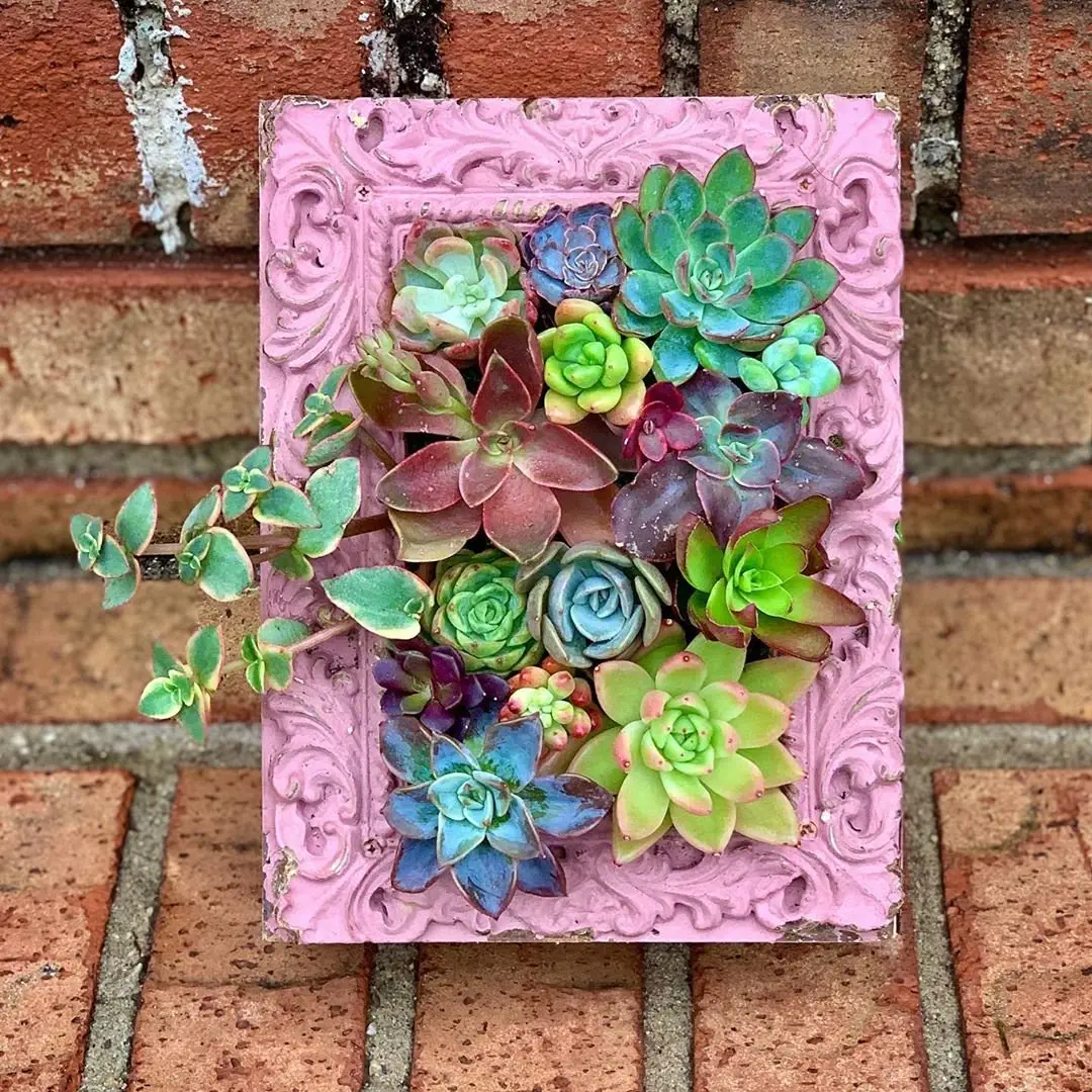 Image credit: Instagram | @c_creations_succulent_designs