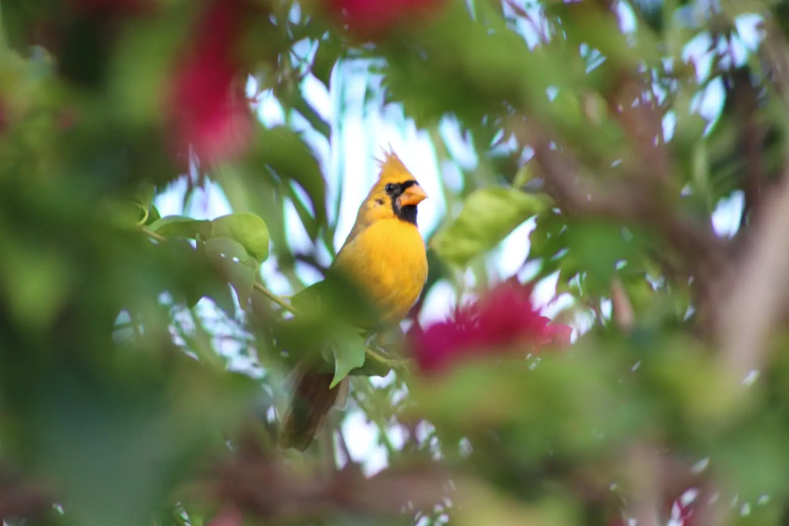 Image credit: Facebook | Sunny the Yellow Cardinal