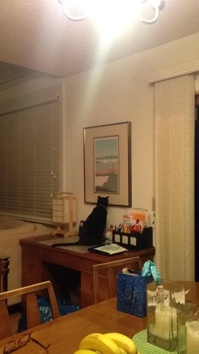 Image credit: Reddit | meowmeowbeanz2000