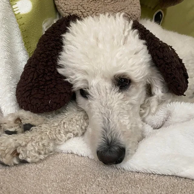 Image credit: Reddit | Pink-Poodle