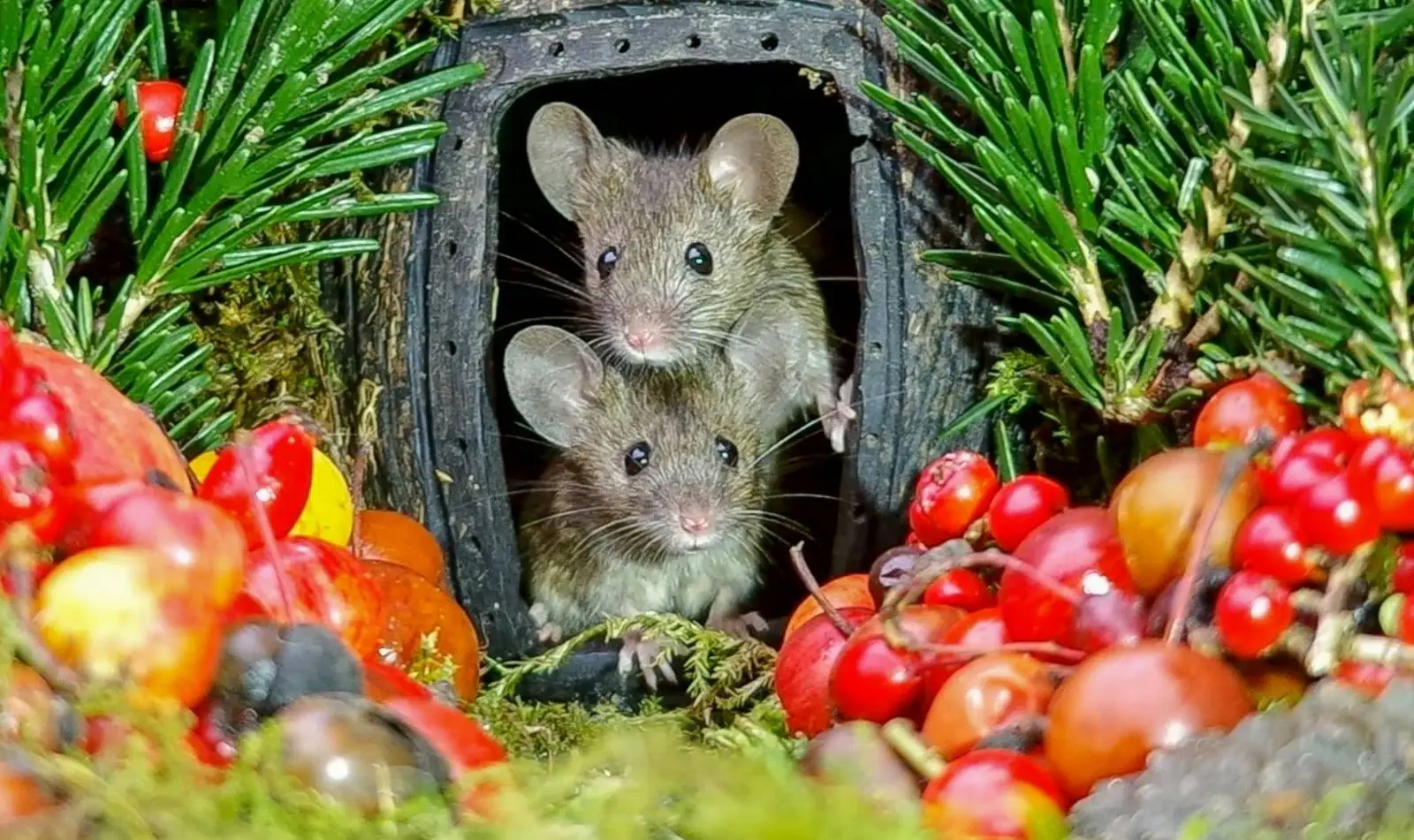 Image credit: Facebook | George the Mouse in a log pile house