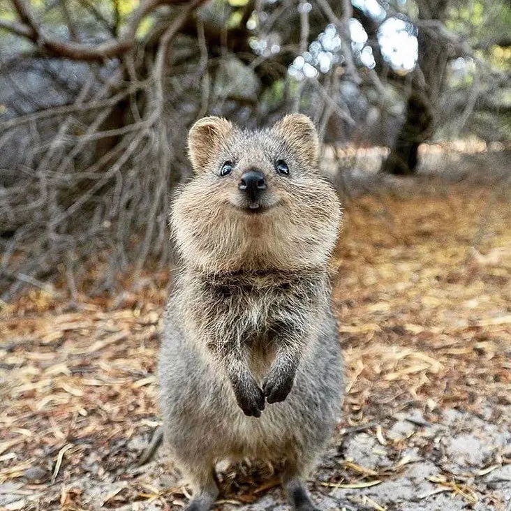 Image credit: Instagram | @quokkaism
