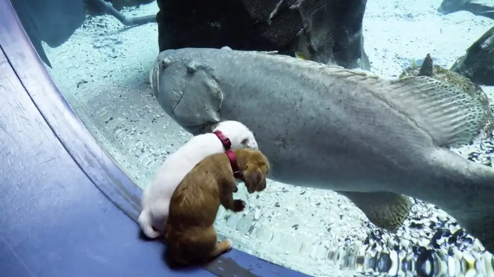 Image credit: Instagram | @georgiaaquarium