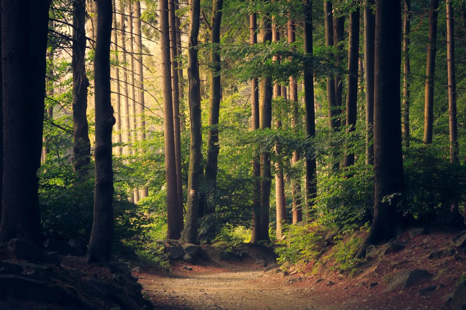 Image credit: Unsplash | Lukasz Szmigiel