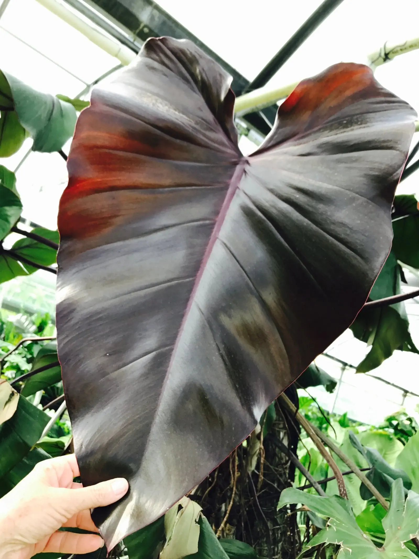 Image credit: NSE Tropicals