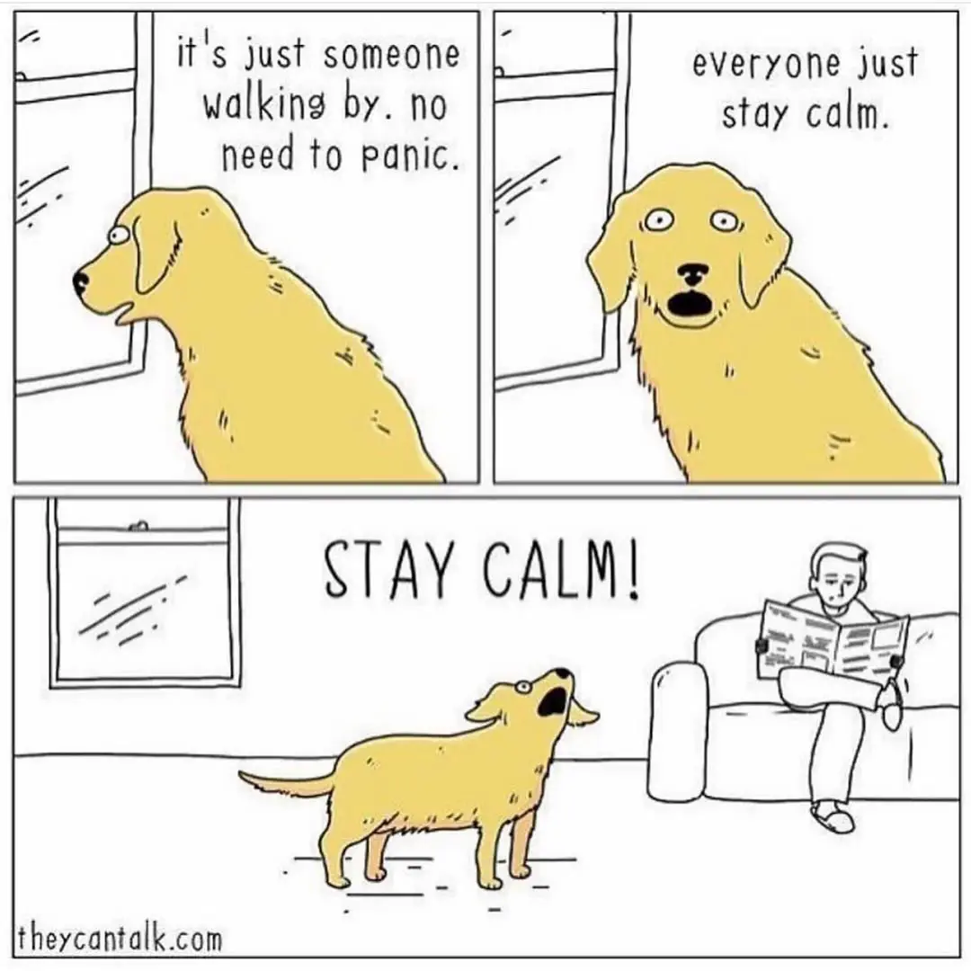 Image credit: Instagram | @dogsbeingbasic
