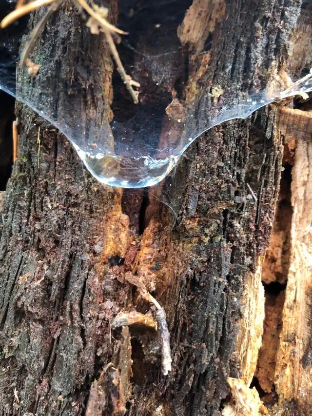 Image credit: Reddit | sharpenedperspective