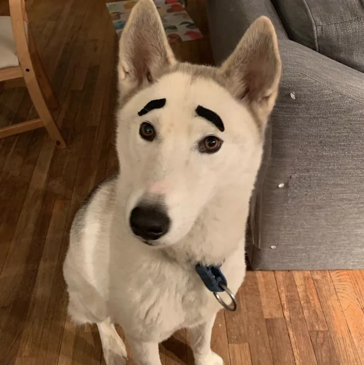 Image credit: Reddit | griffonhaus