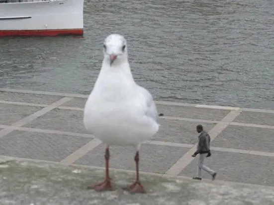 Image credit: Reddit | CuteInteraction