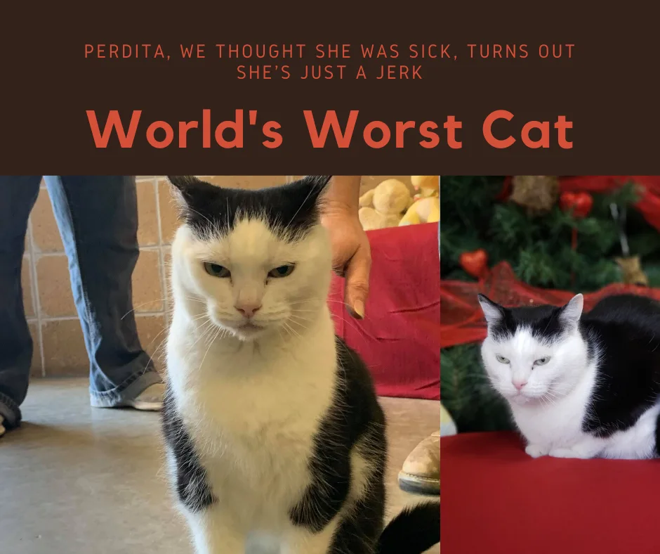 Image credit: Facebook | Mitchell County Animal Rescue, Inc-North Carolina